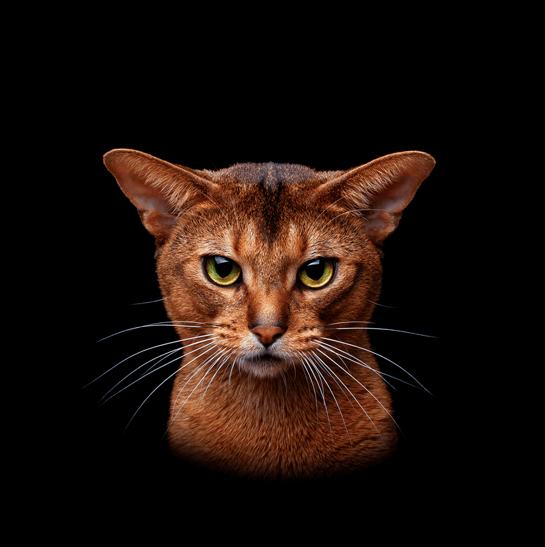 Abyssinian Cat