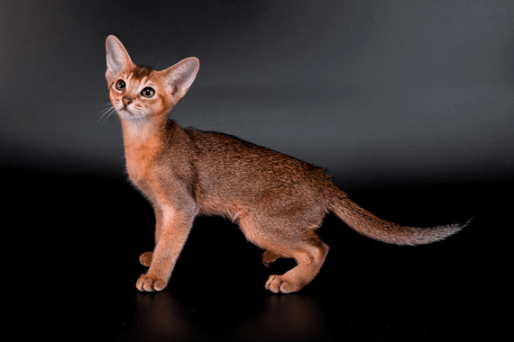 Abyssinian Kitten