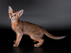 Abyssinian