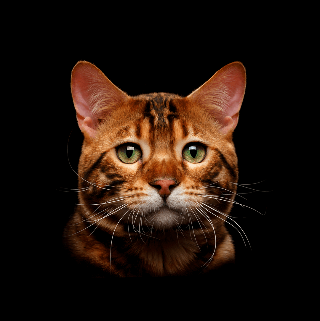 Bengal Cat