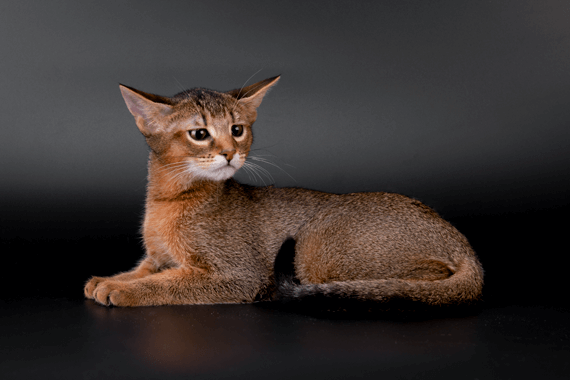 Chausie Kitten